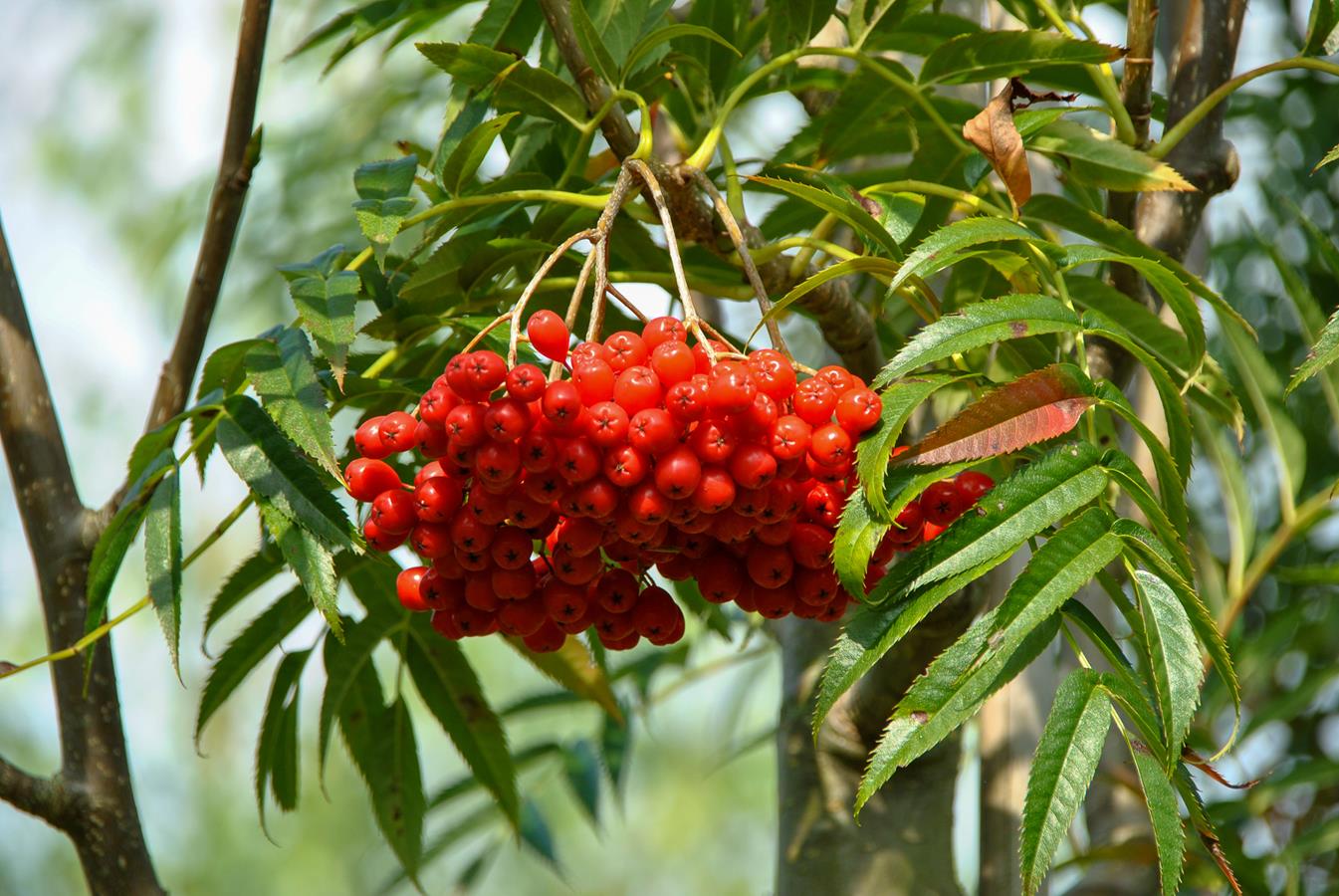 Рябина смешанная