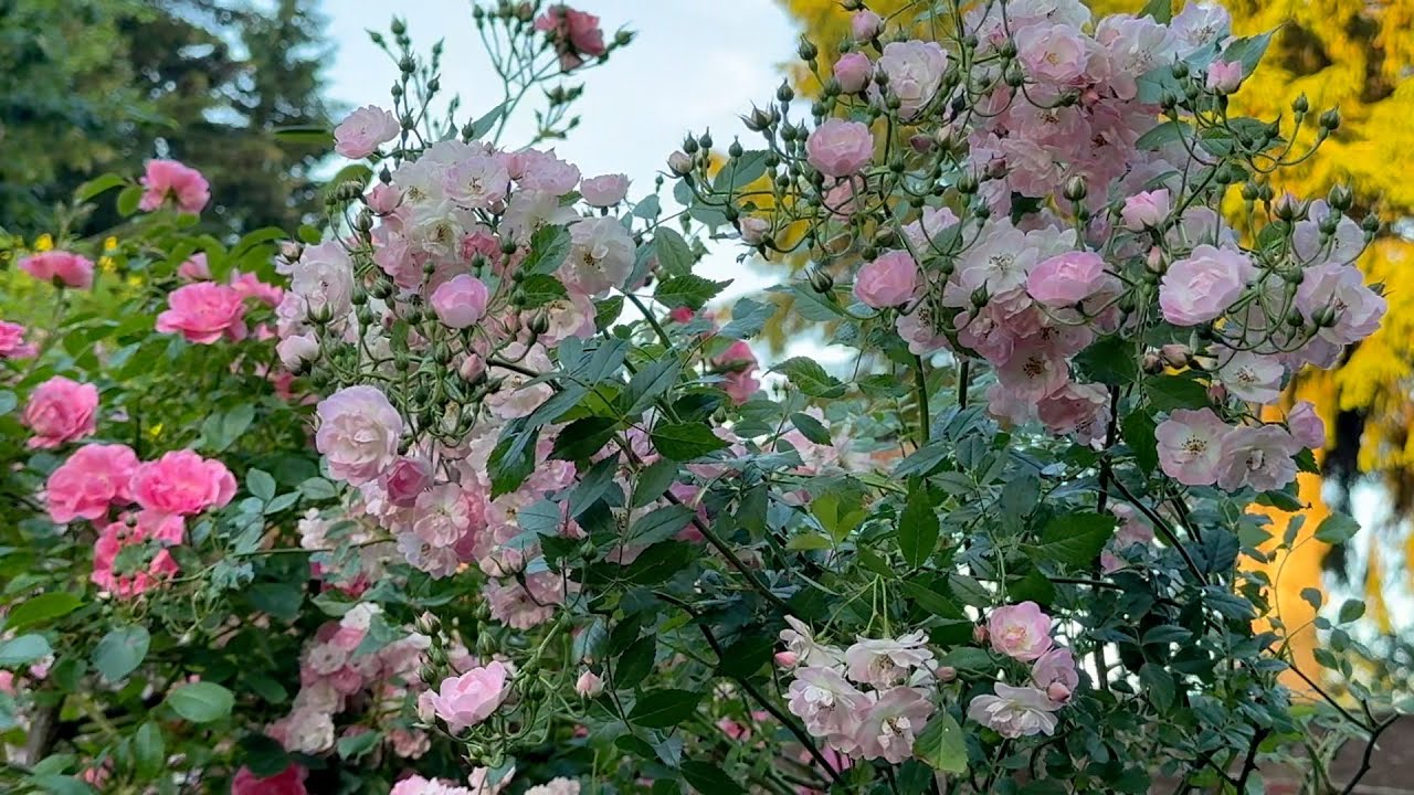 Гортензия метельчатая Гортензия метельчатая