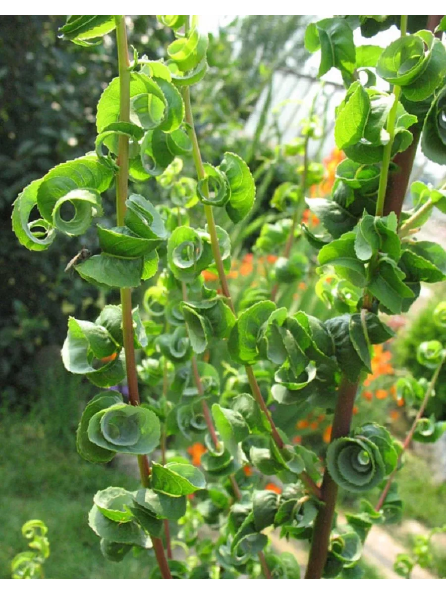 Ива вавилонская