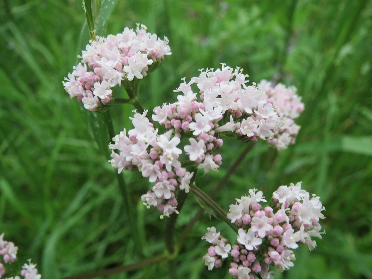 Валериана Валериана