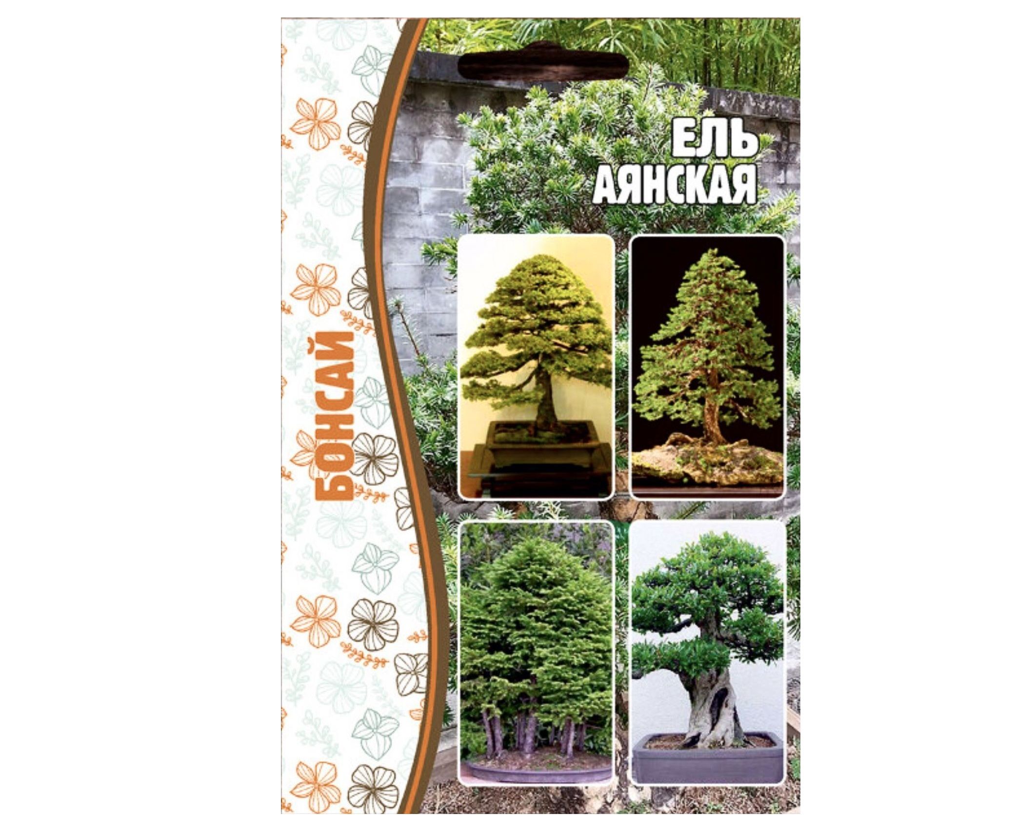 Ель аянская