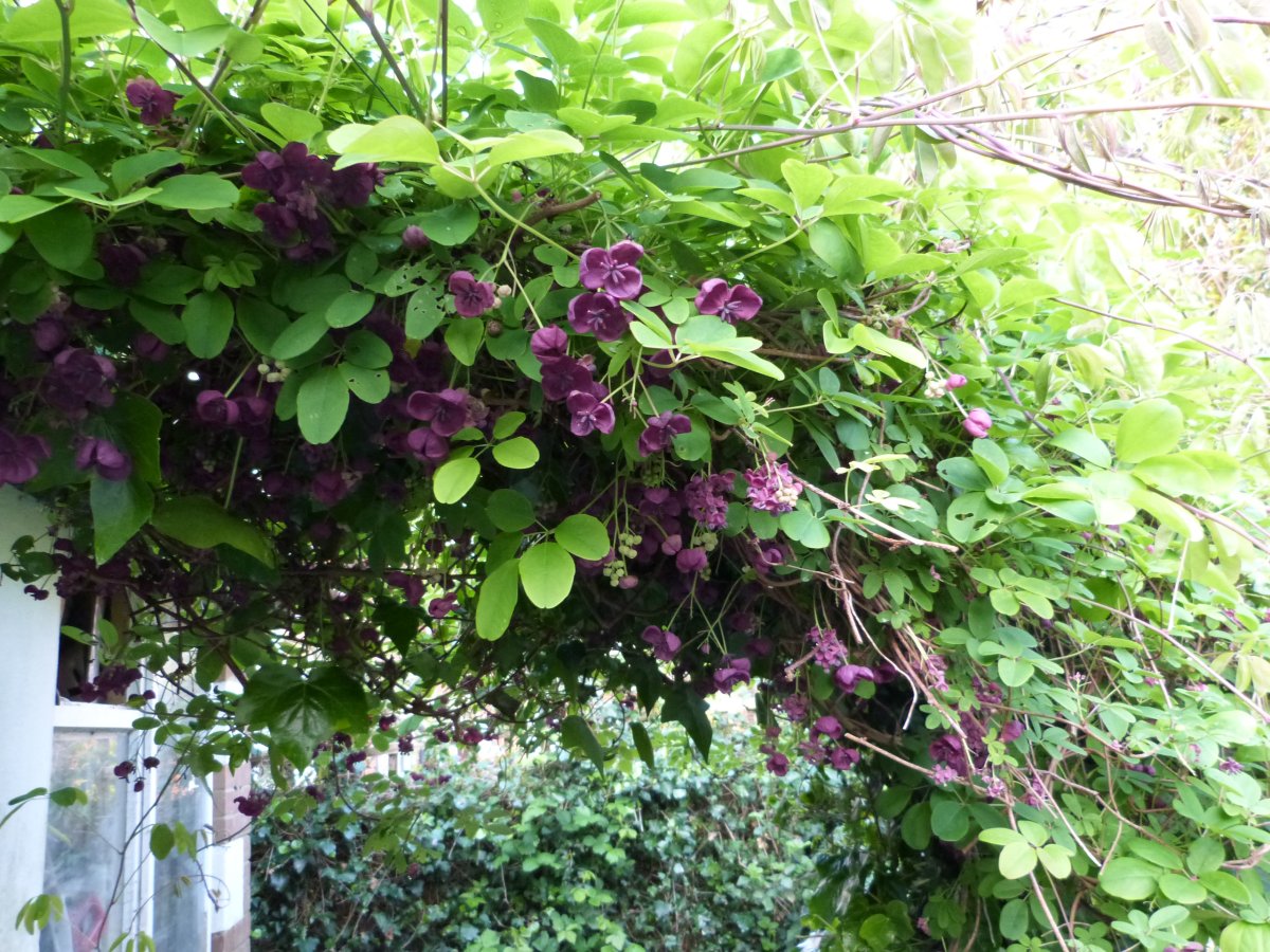 Акебия белоцветковая