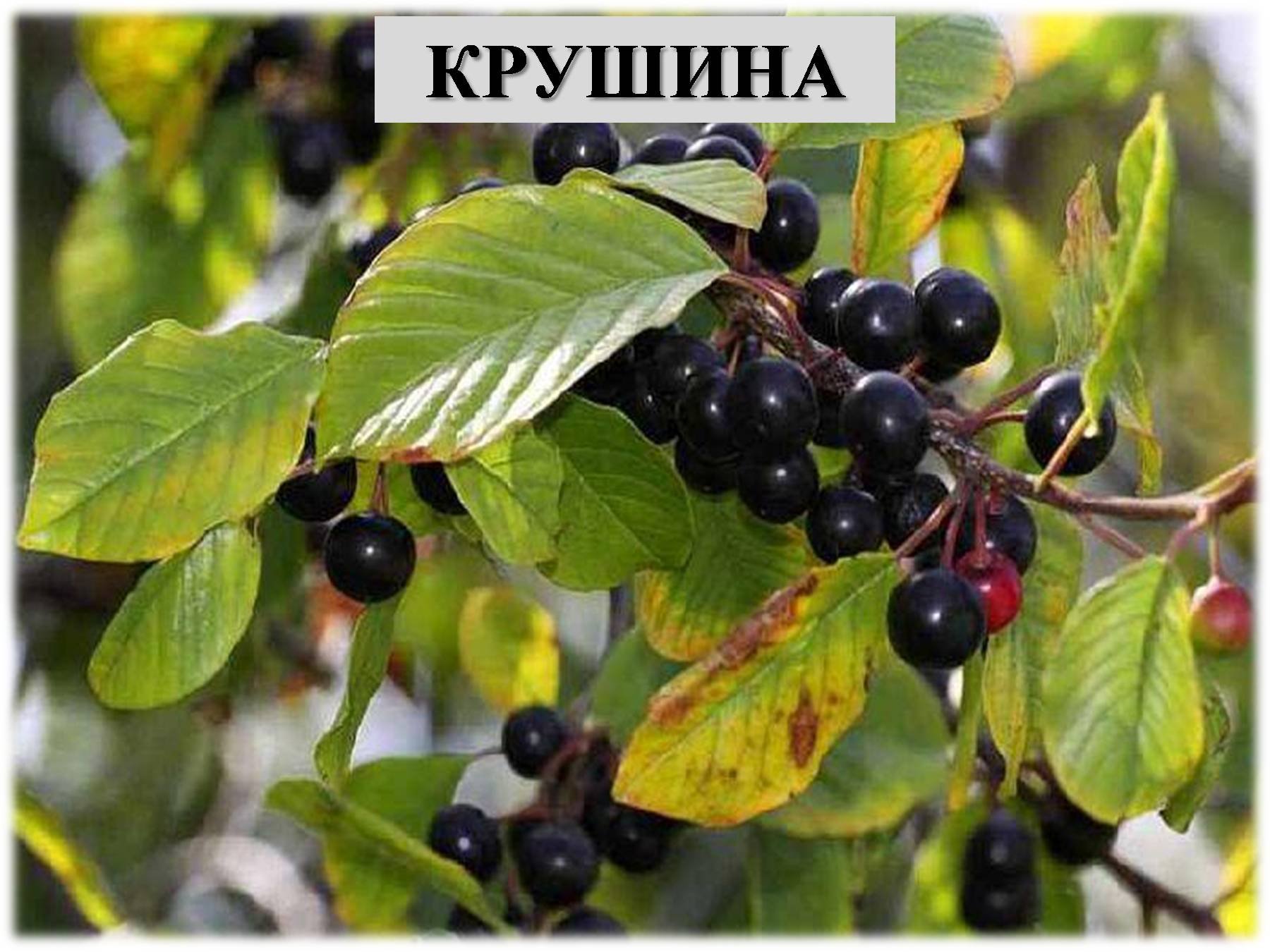 Крушина американская