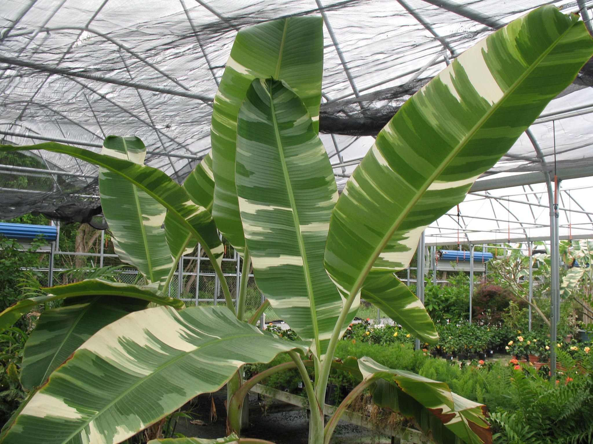 Банан Бальбиса