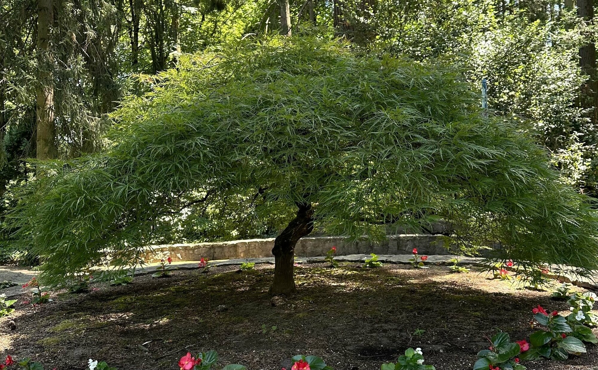 Ясень узколистный Ясень узколистный