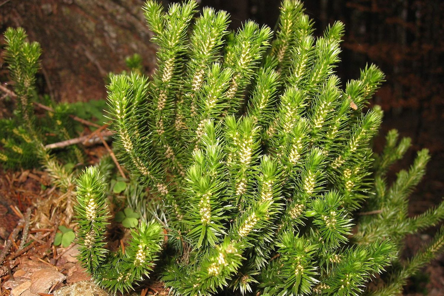 Баранец арктический