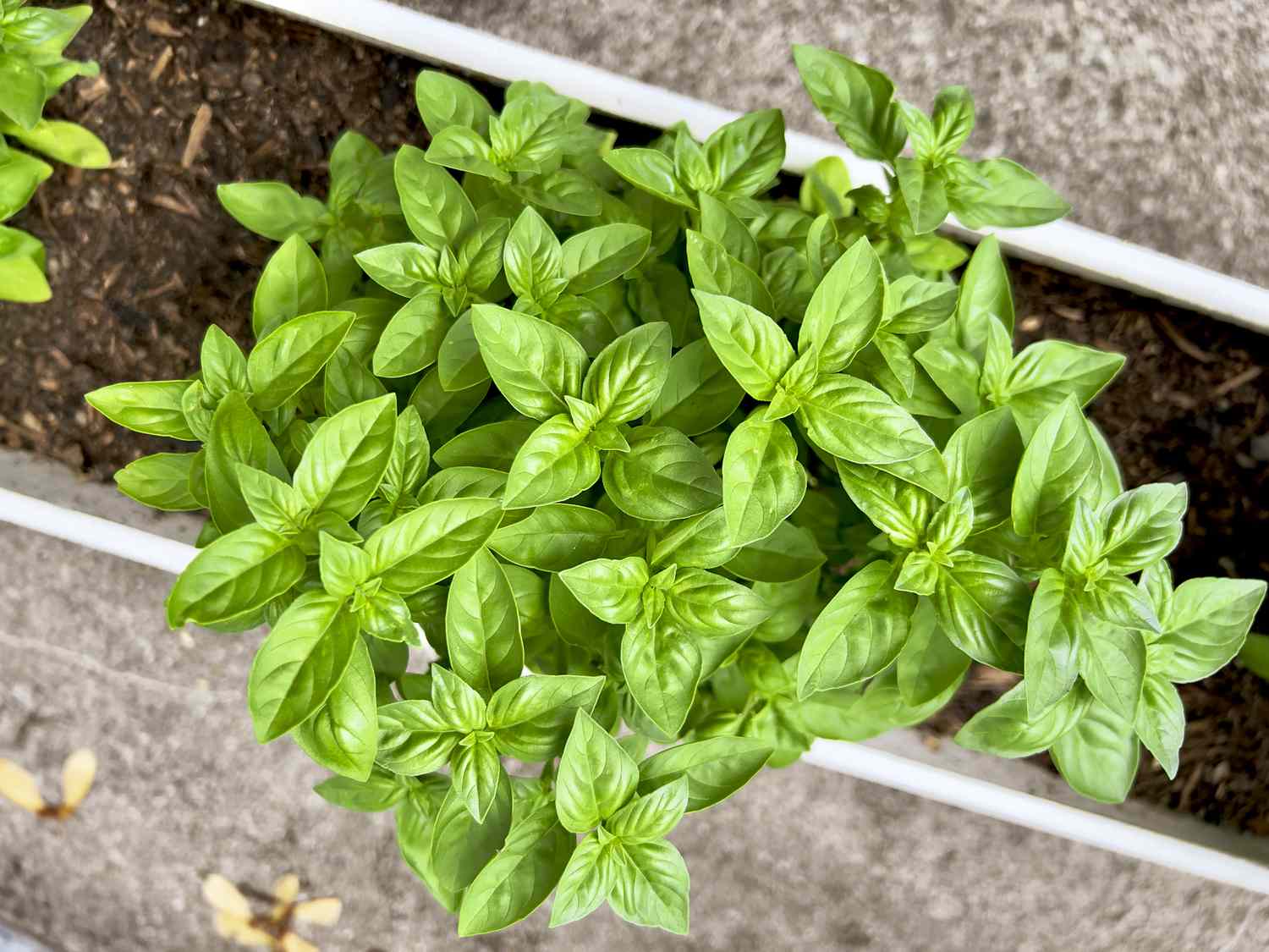 Базилик приятнейший