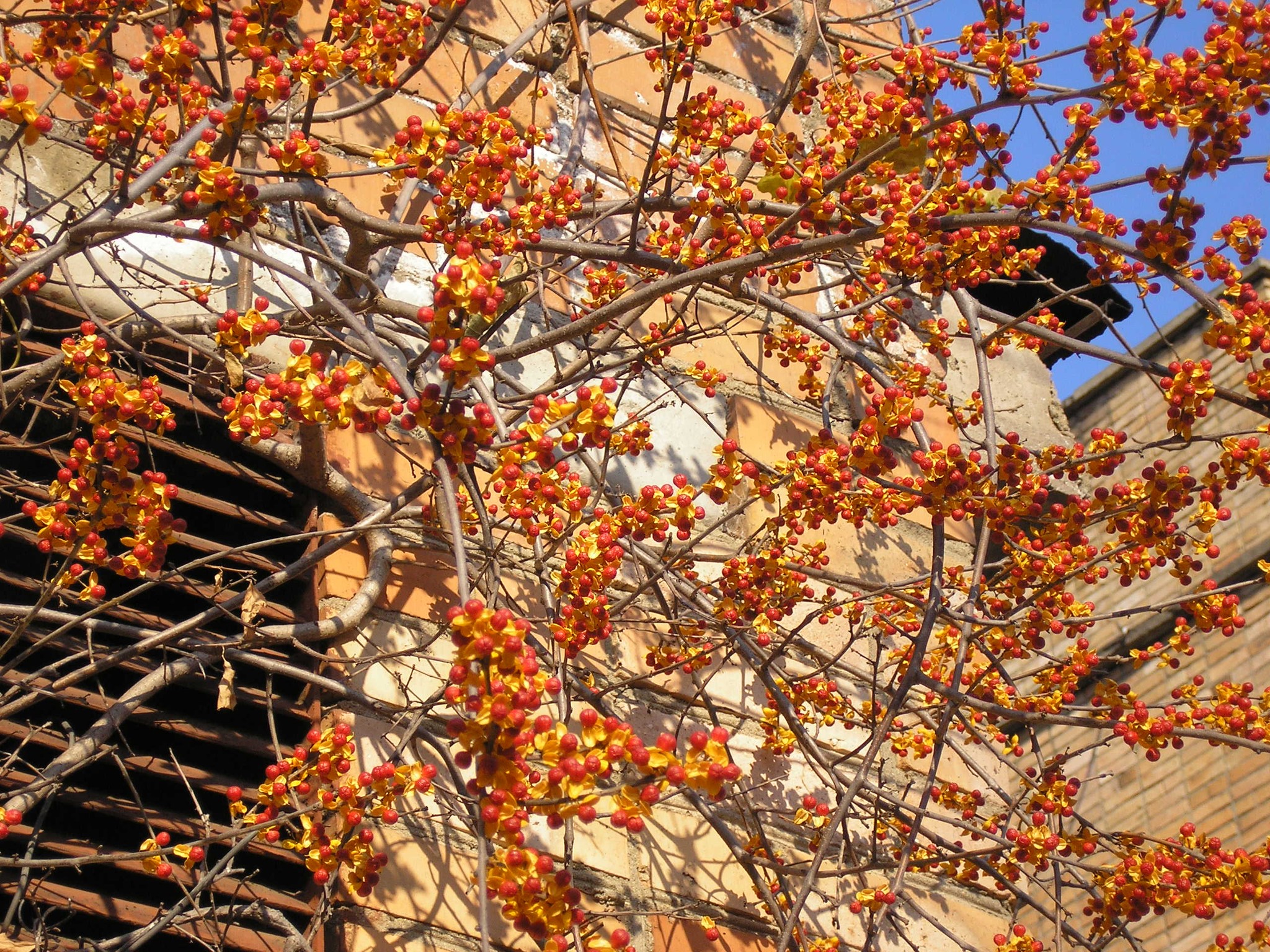 Древогубец розовый