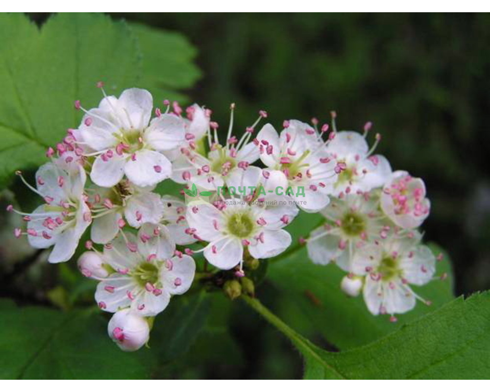 Боярышник перистонадрезанный