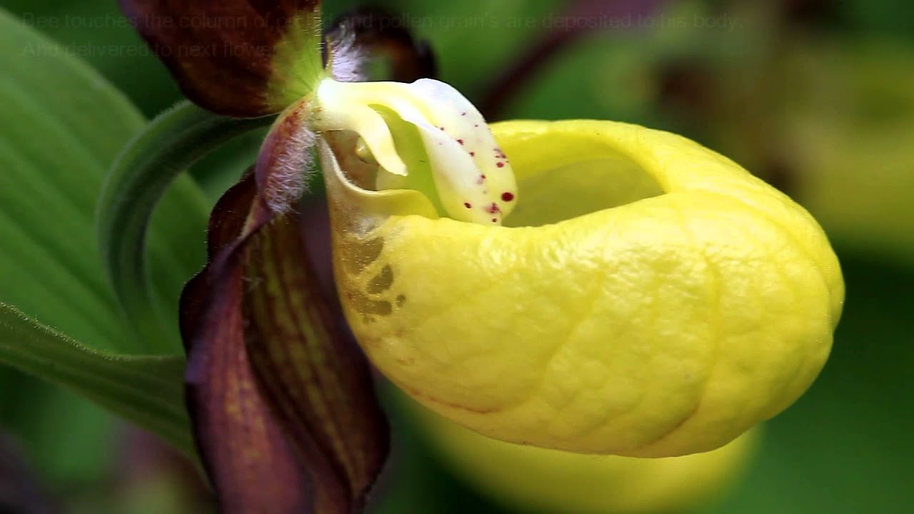 Башмачок Ятабе