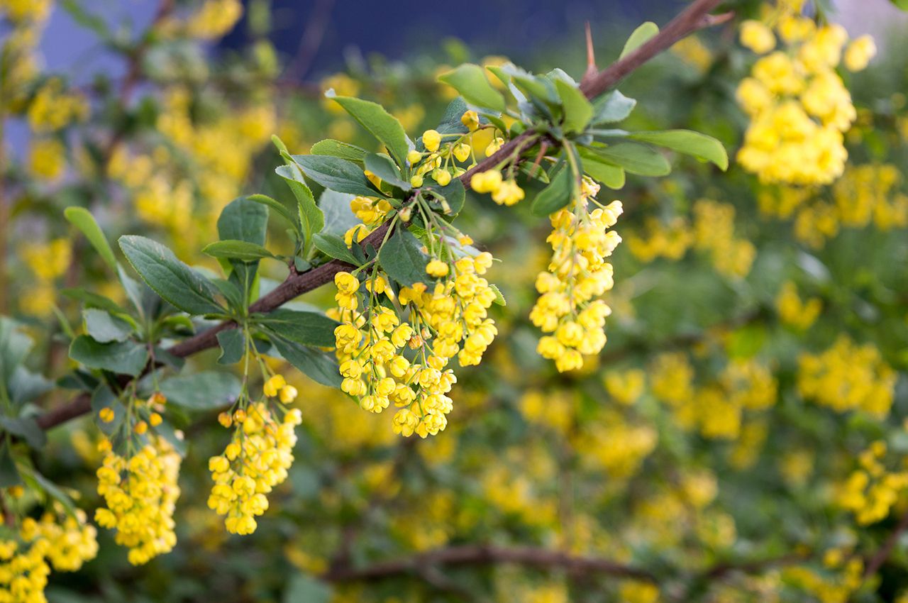 Барбарис бородавчатый Барбарис бородавчатый