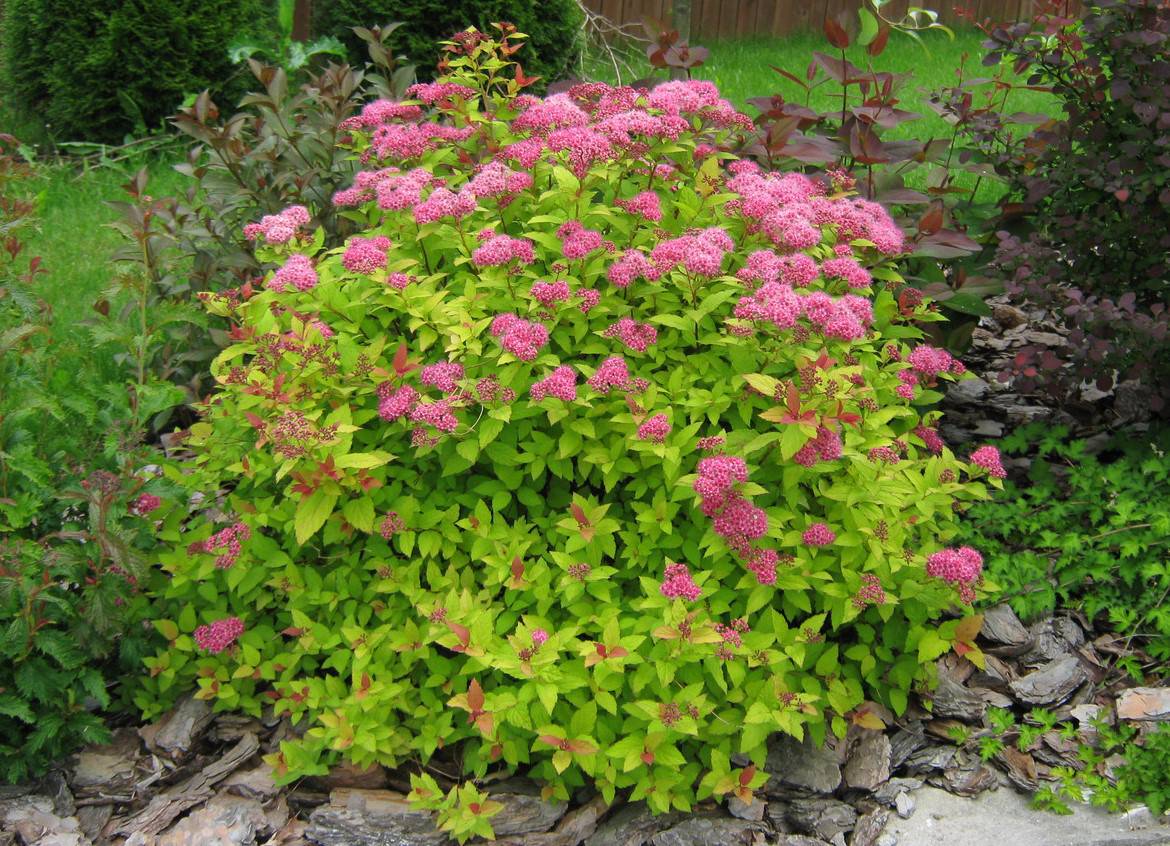 Спирея Спирея