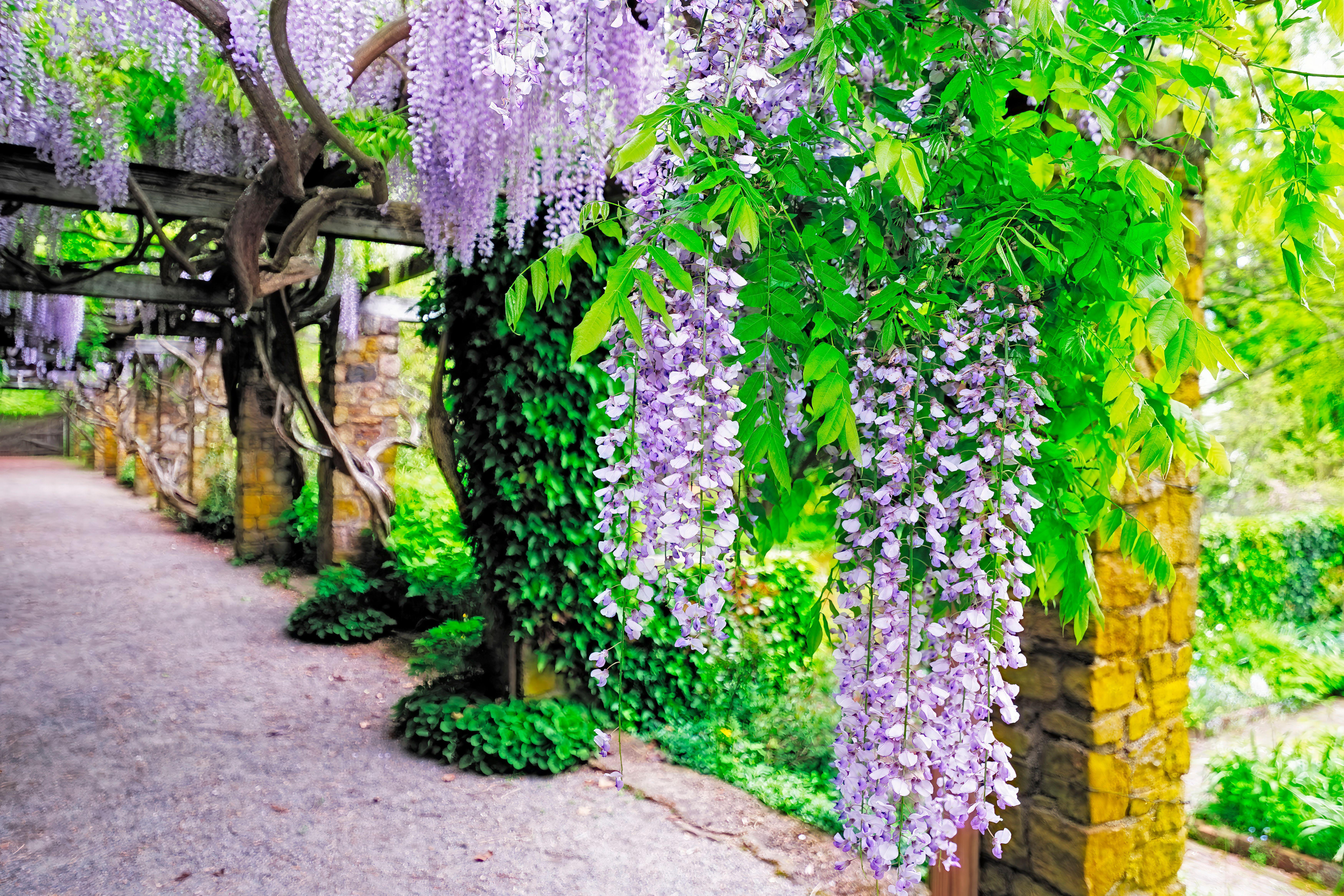 Глициния венус