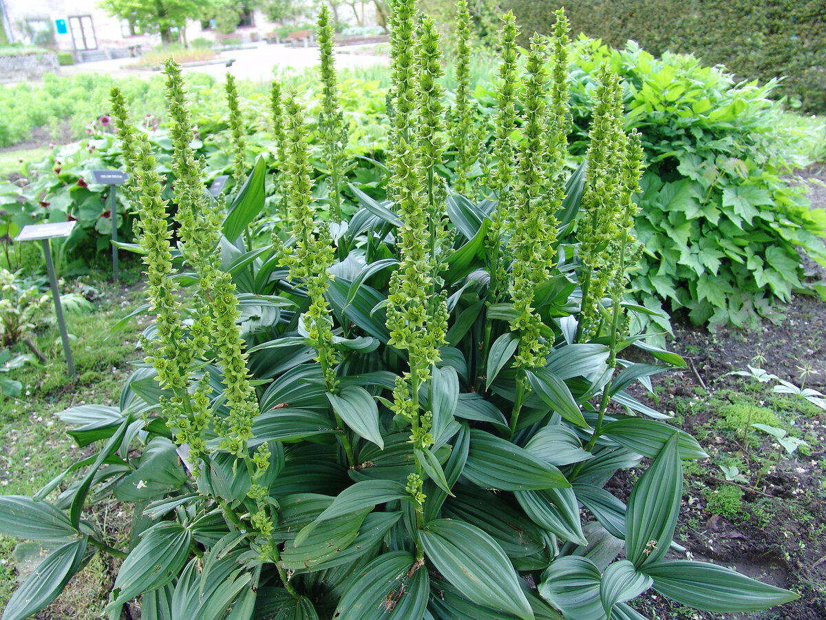 Безвкусница щирицевидная