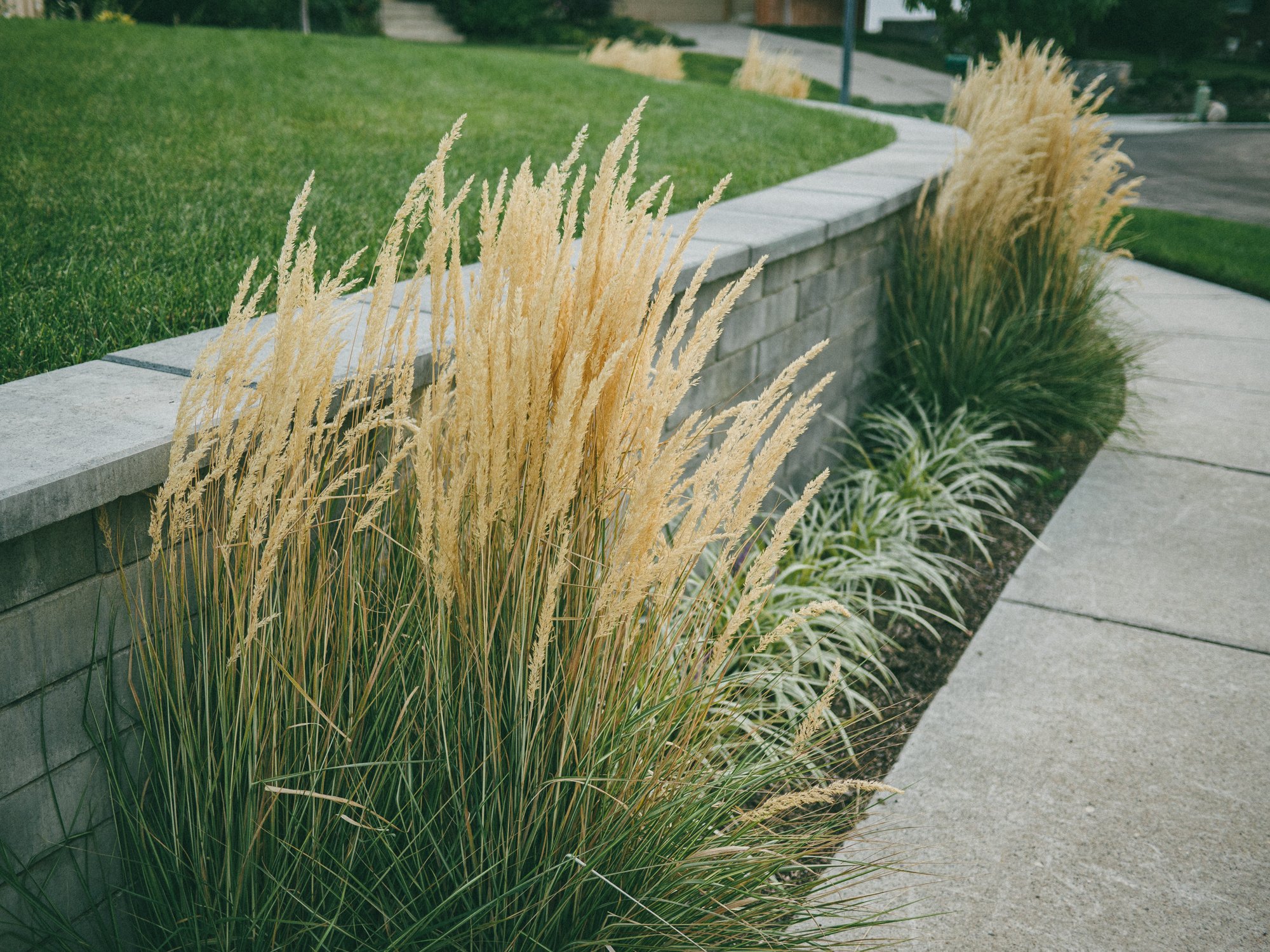 Вейник Вейник