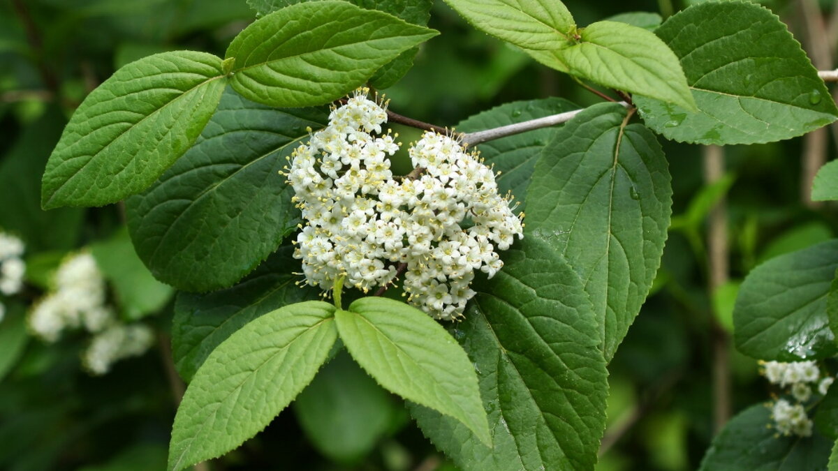 Калина сливолистная