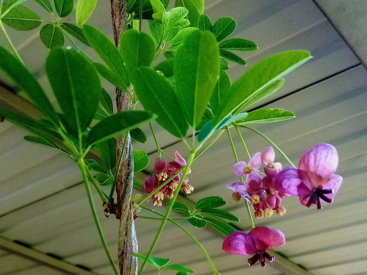 Акебия компактная