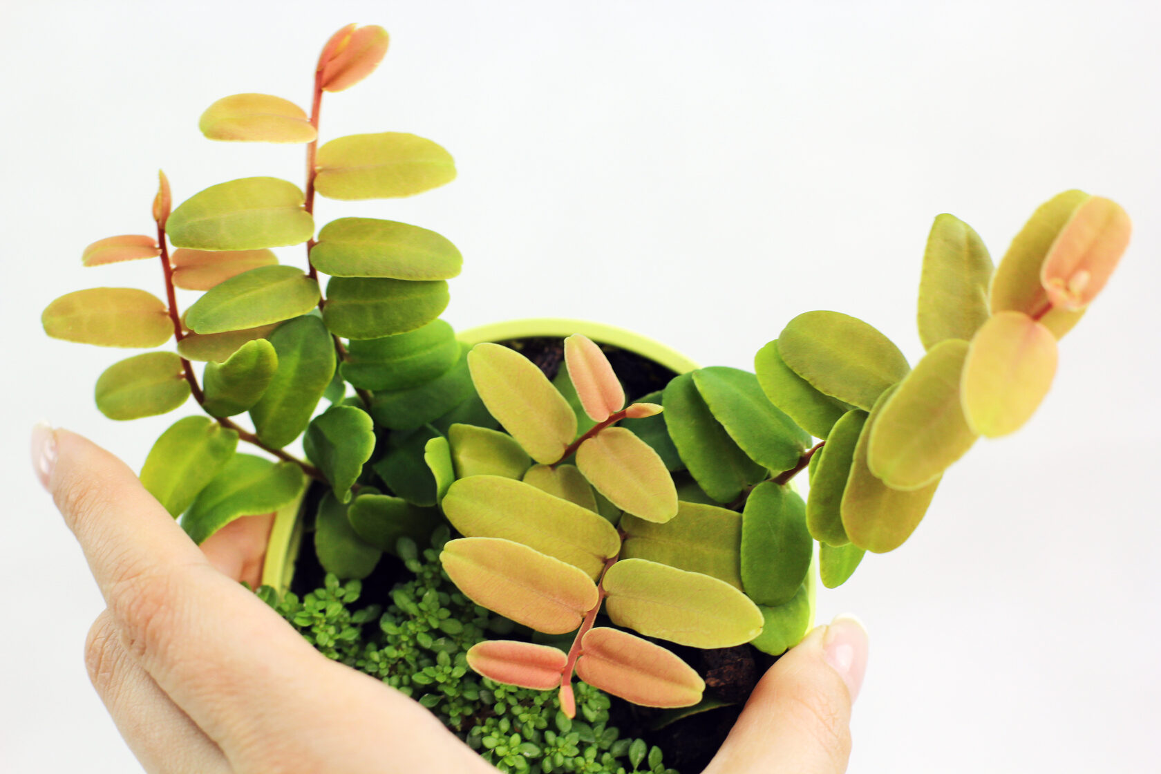 Бангия Бангия