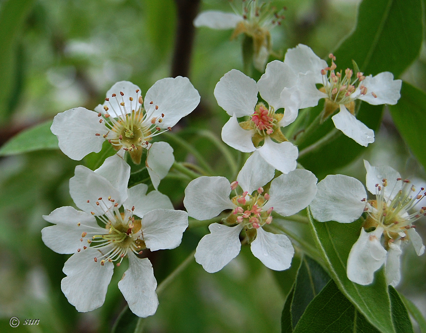 Груша обыкновенная