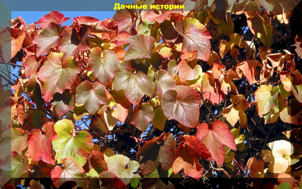 Виноград Монтикола Виноград Монтикола