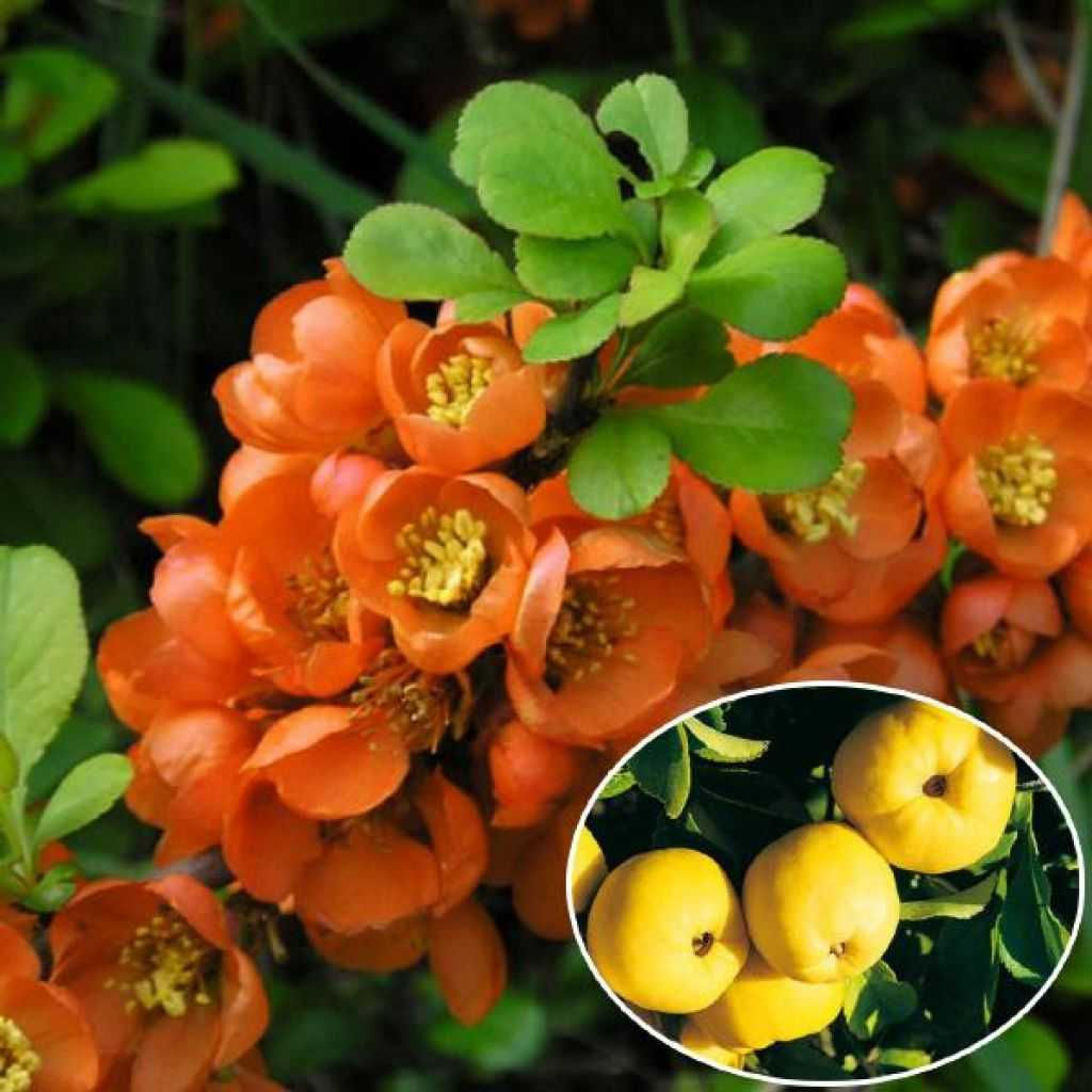 Айва японская