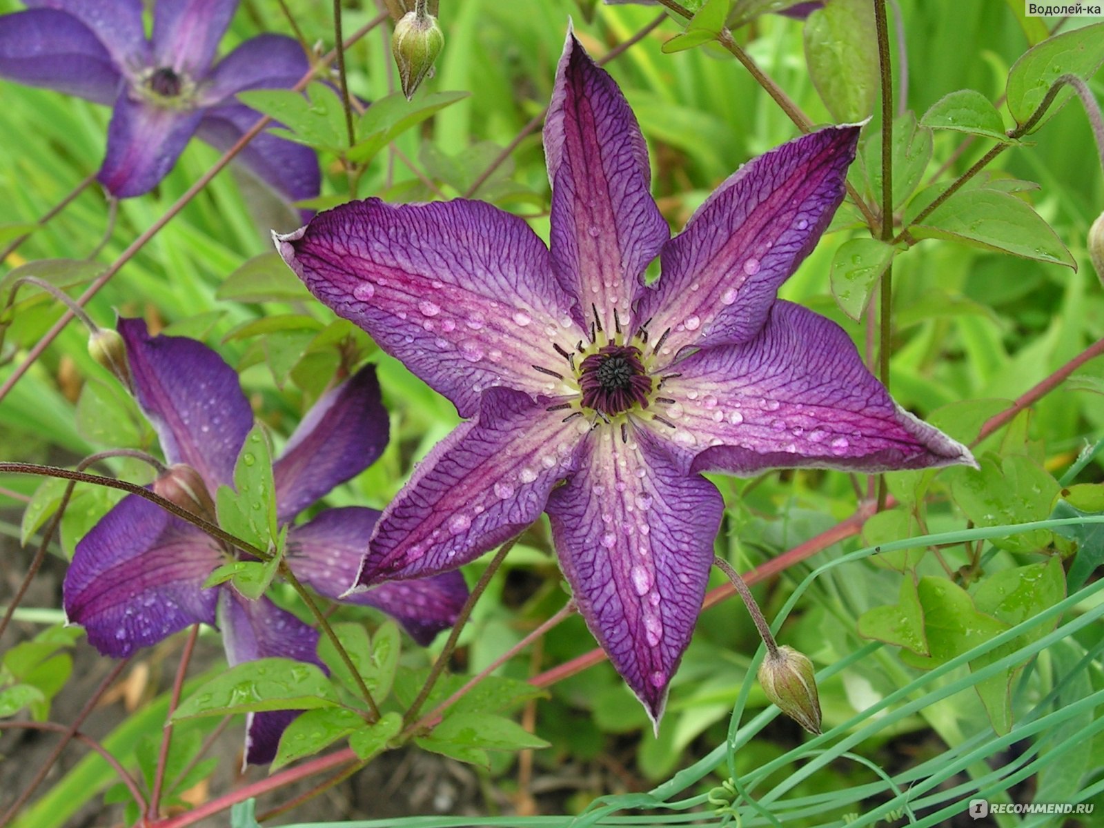 Клематис Флорида