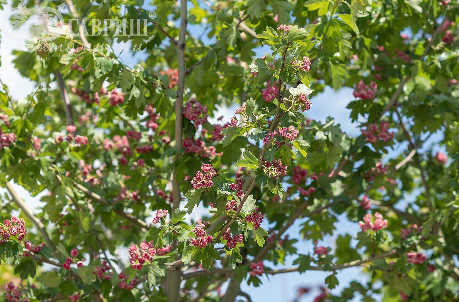 Боярышник колючий