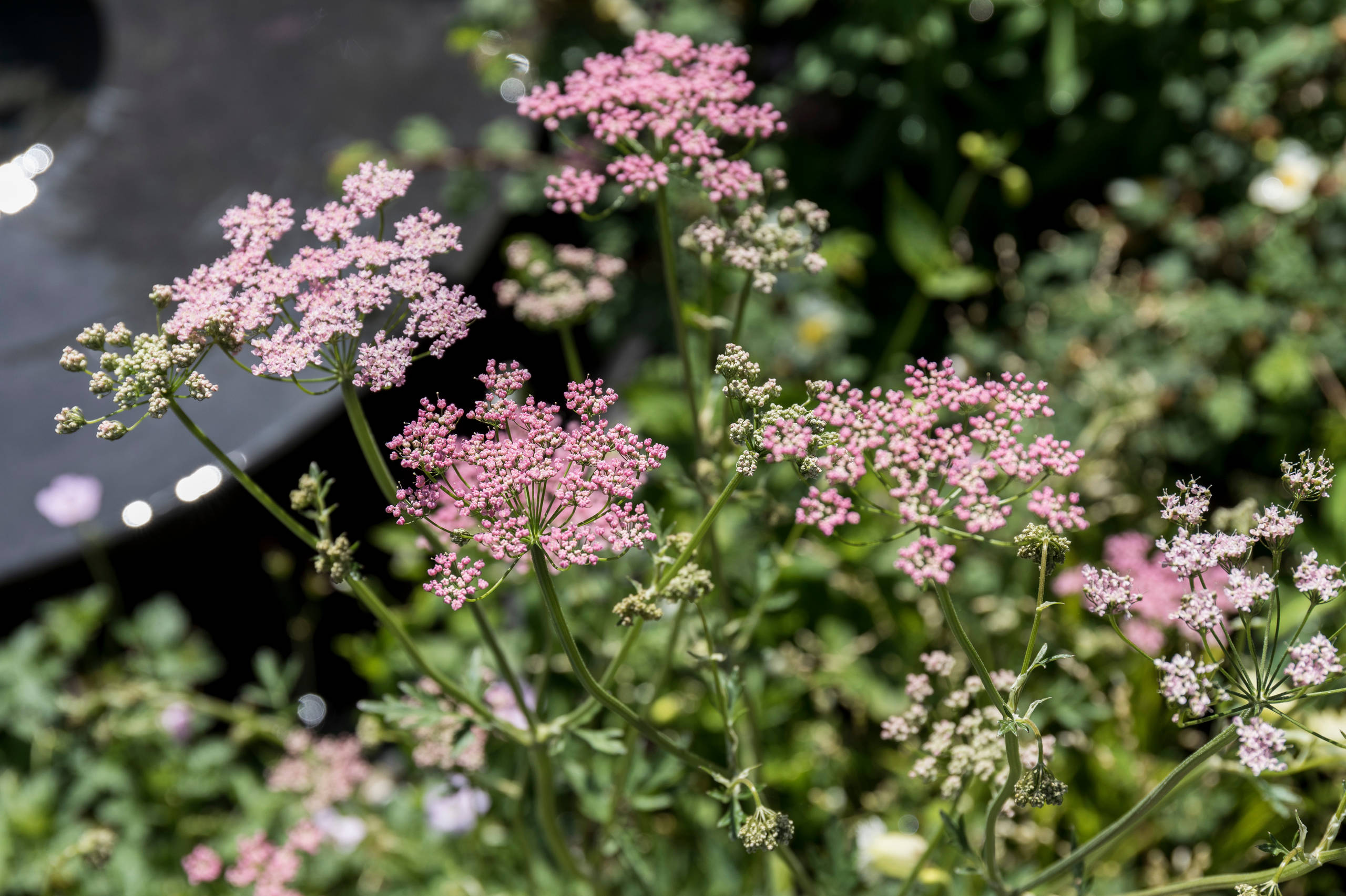 Бедренец розовоцветный
