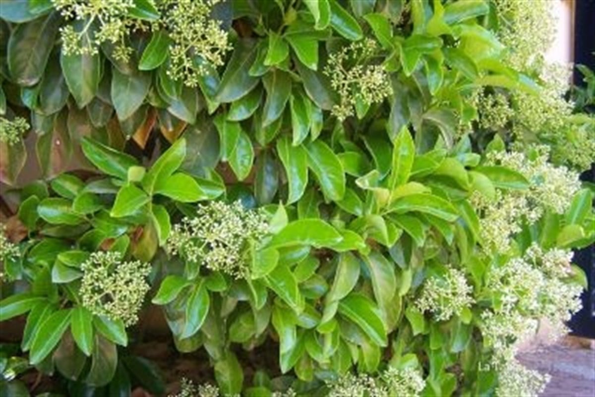 Калина душистая