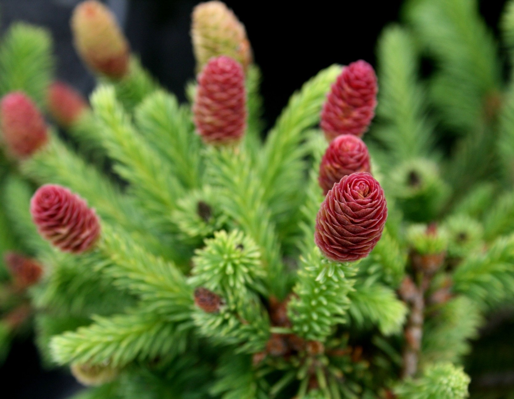 Ель аянская