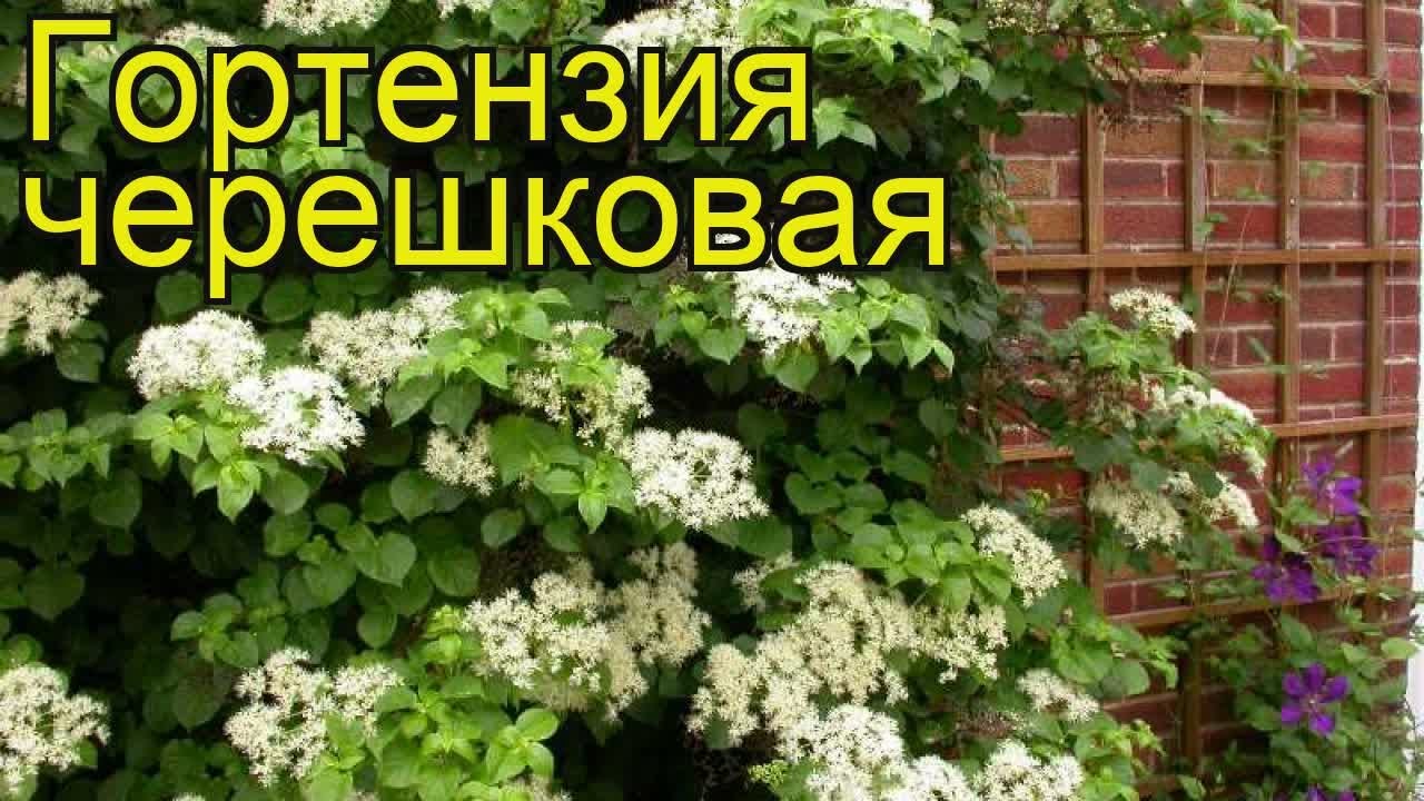 Гортензия пепельная Гортензия пепельная