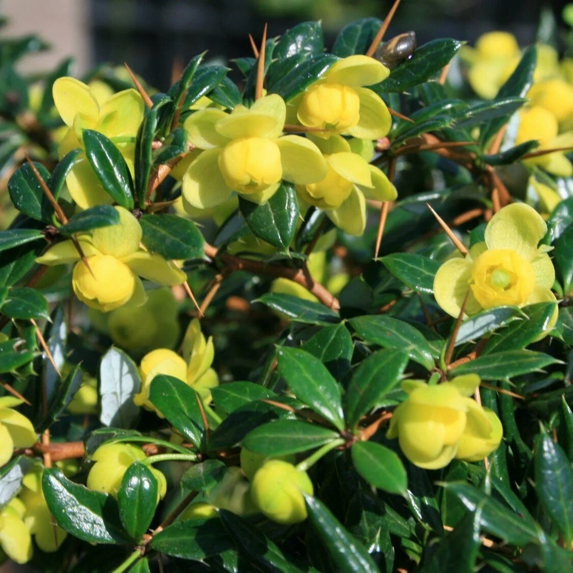 Барбарис самшитолистный