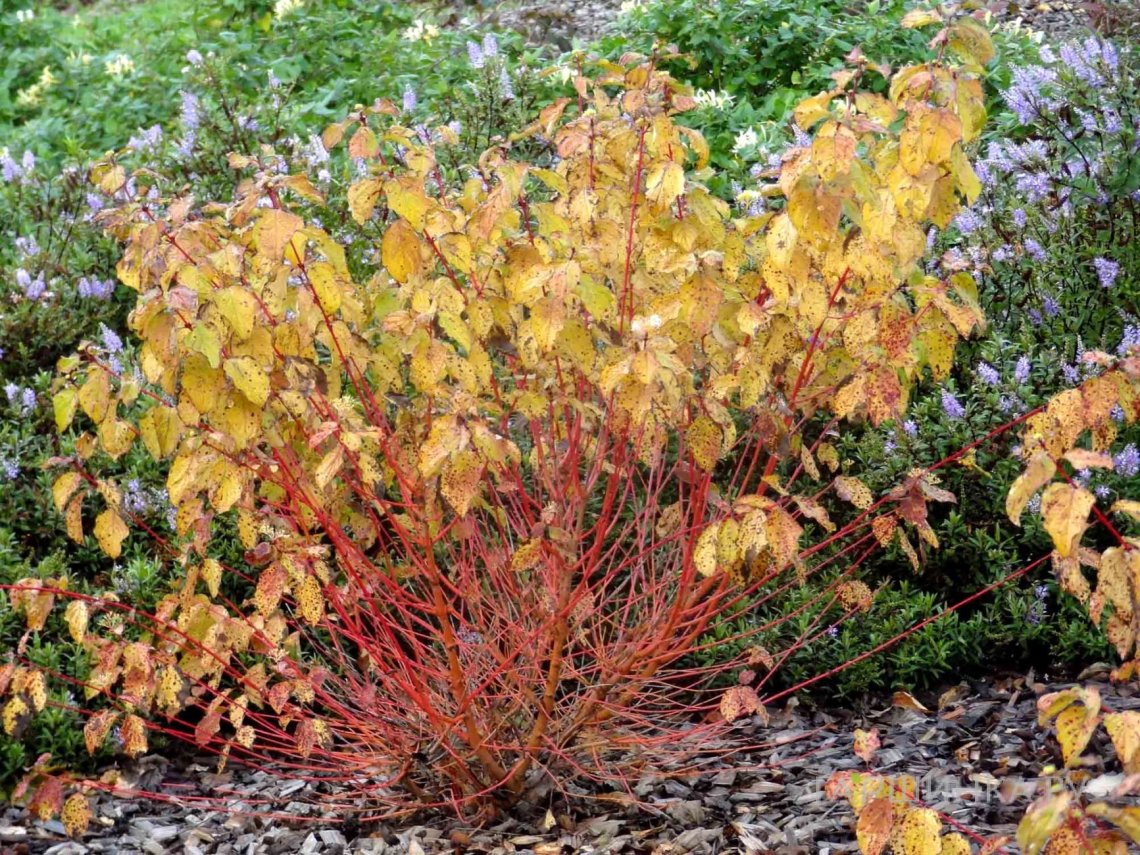 Дерен кроваво-красный Дерен кроваво-красный