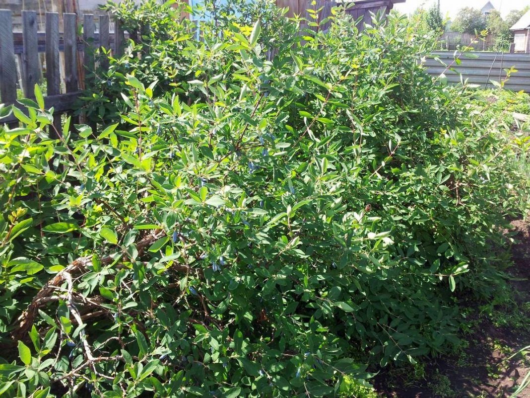 Жимолость алтайская