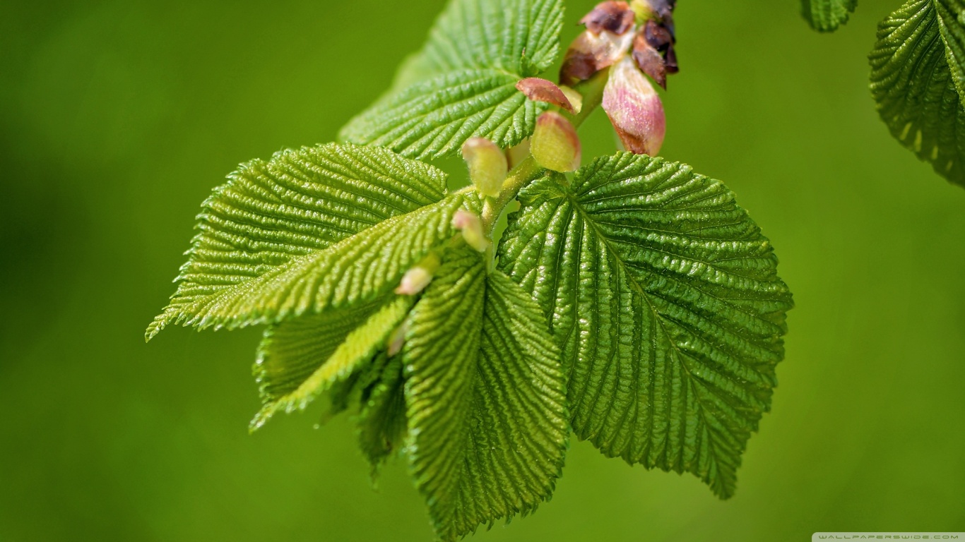 Вяз граболистный Вяз граболистный