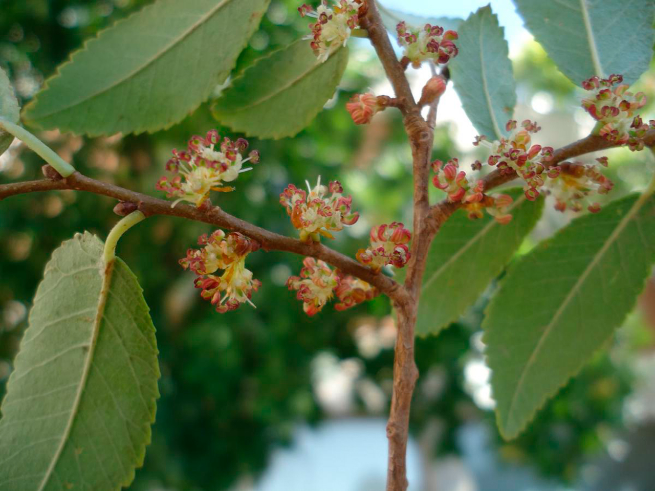 Вяз мелколистный