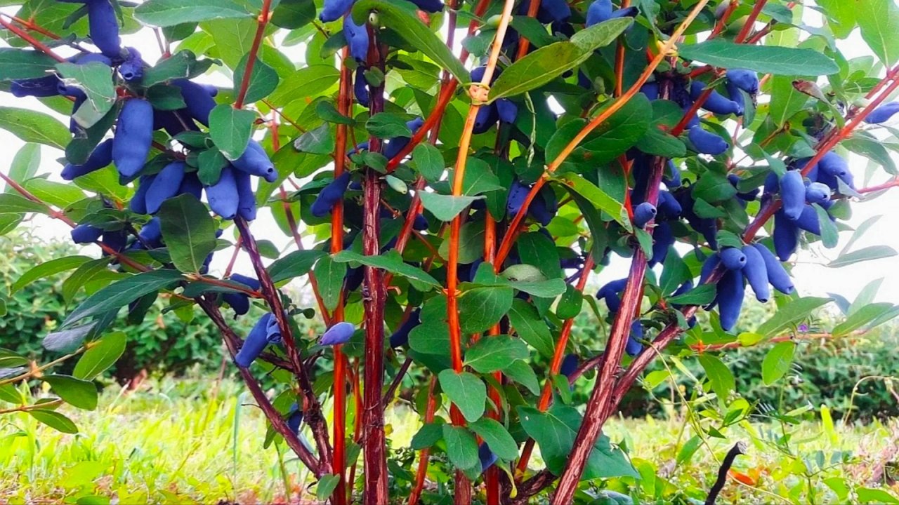 Жимолость алтайская