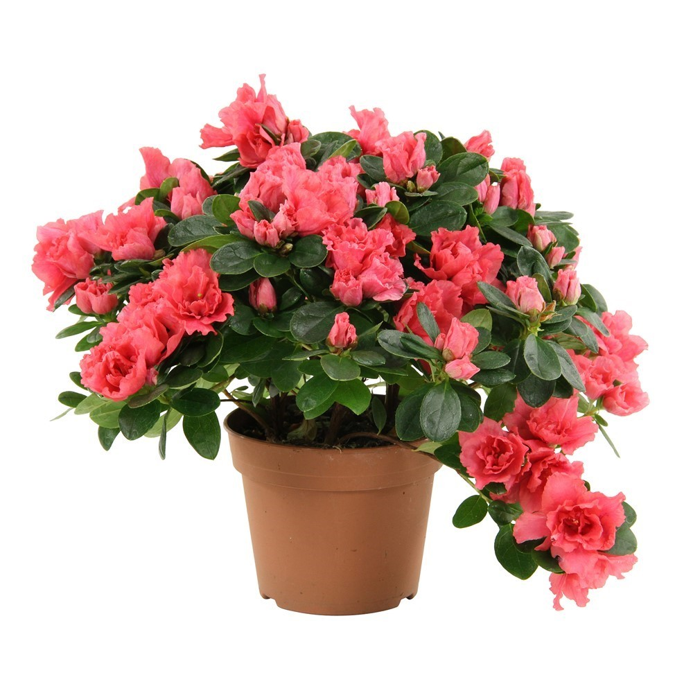 Азалия Азалия