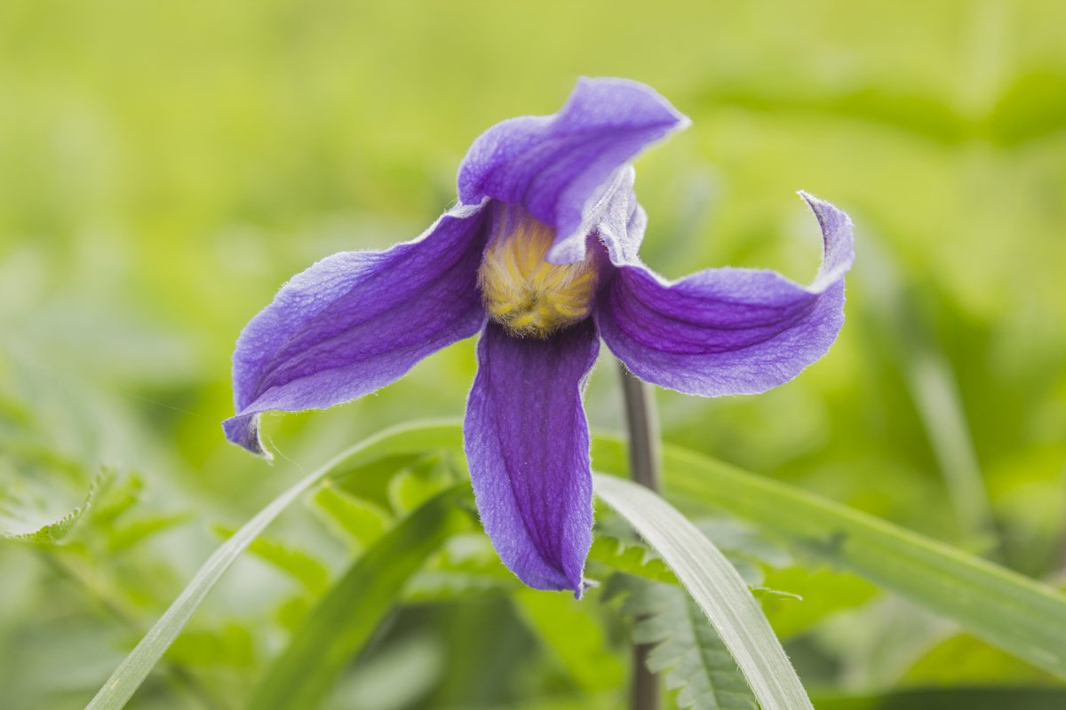 Клематис Интегрифолия