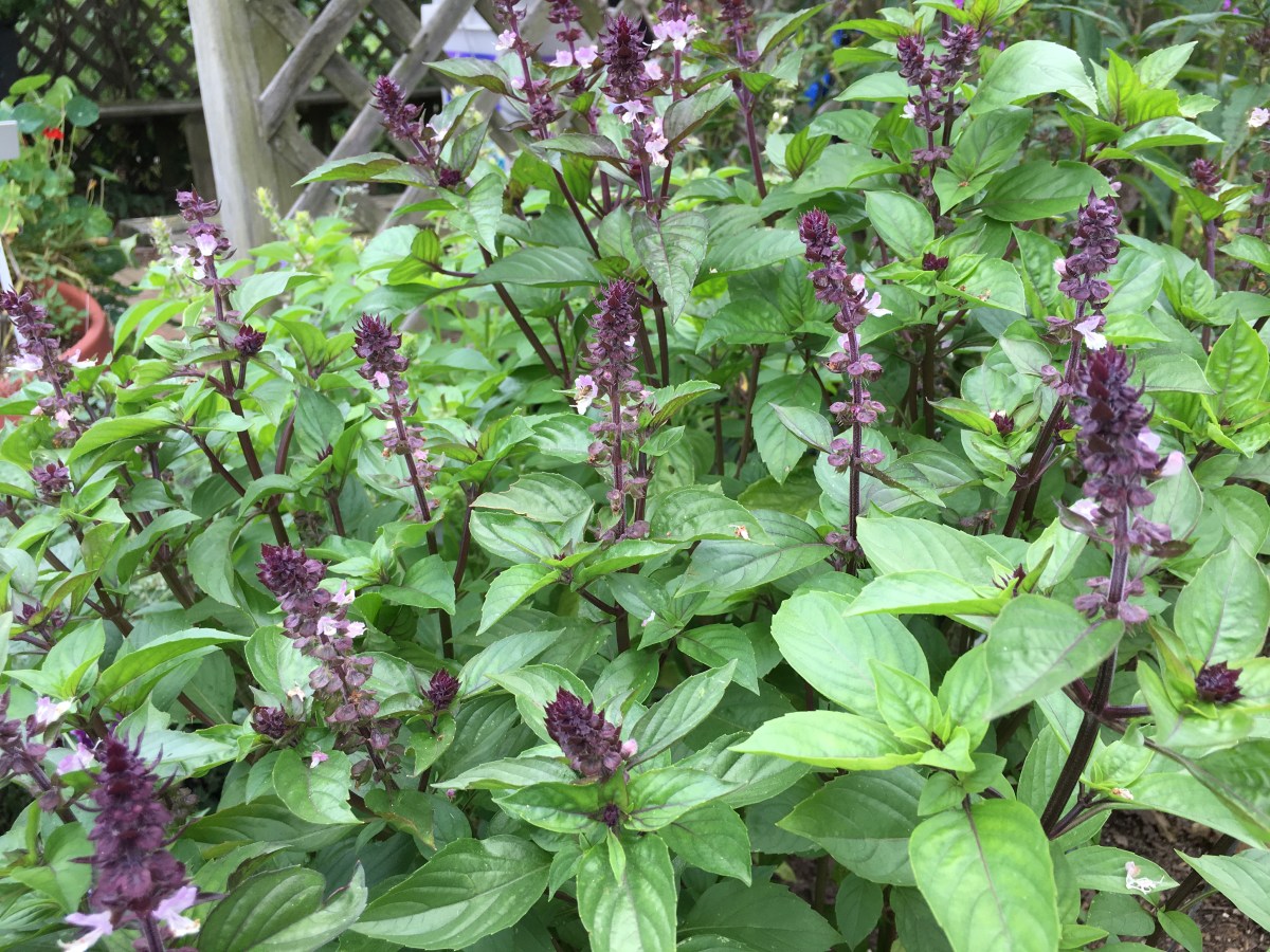 Базилик приятнейший