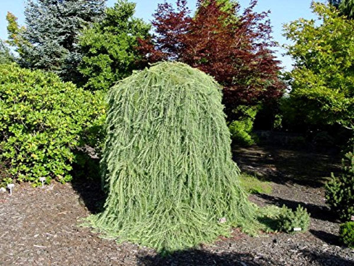 Лиственница европейская Лиственница европейская