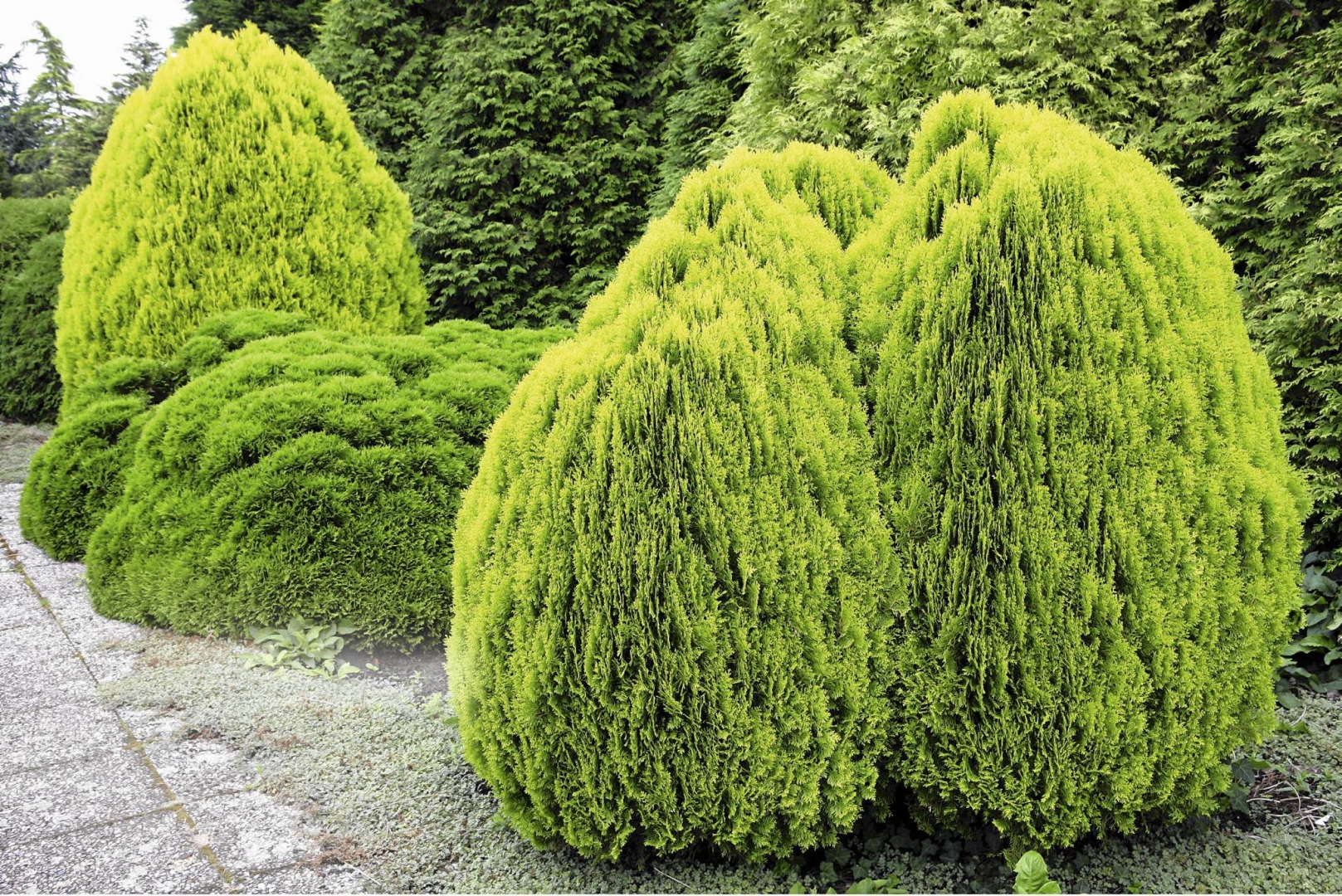 Туя восточная