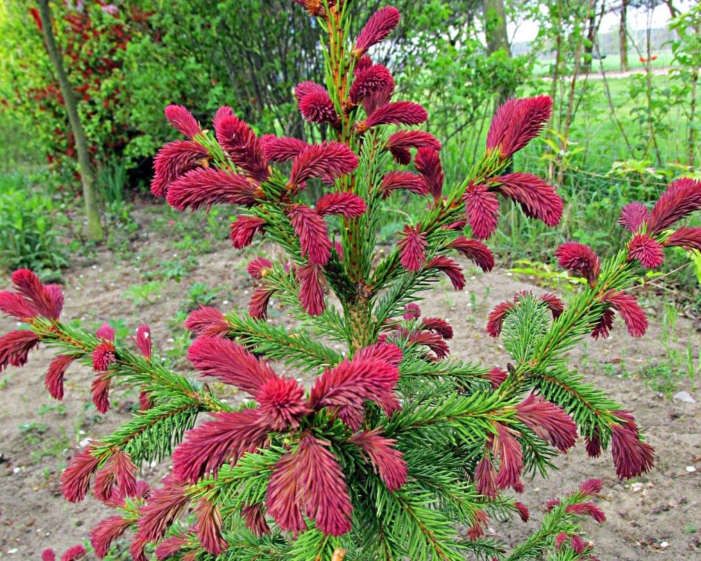 Ель обыкновенная