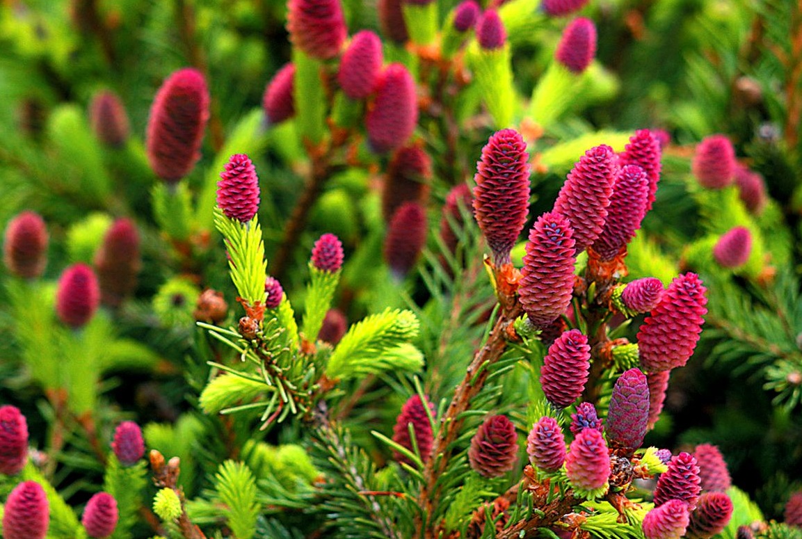 Ель обыкновенная