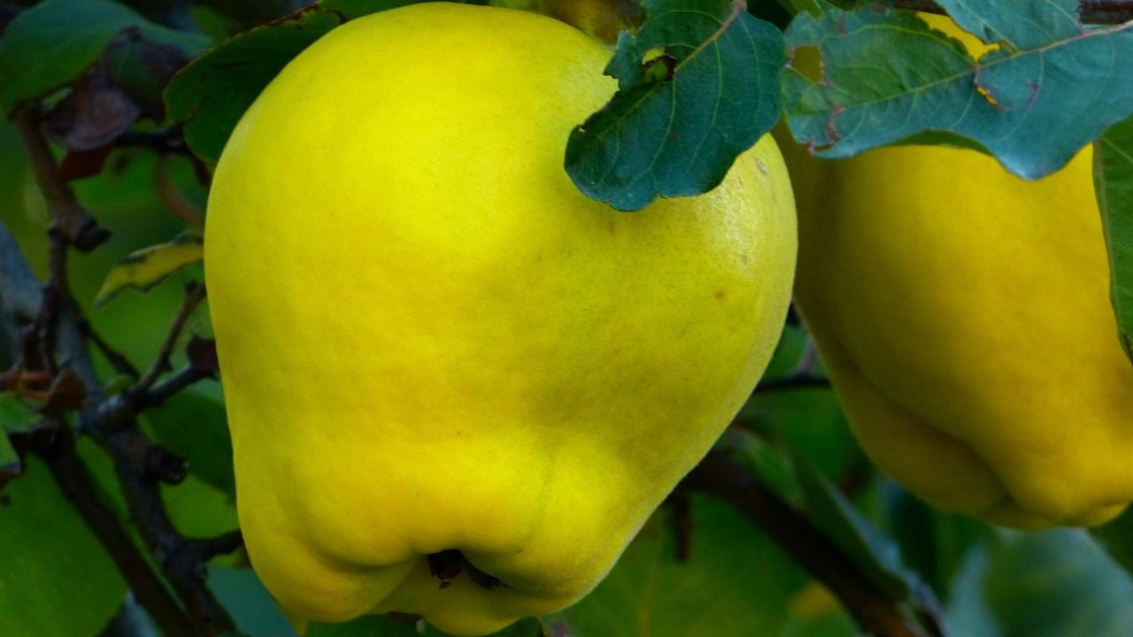 Айва яблоковидная