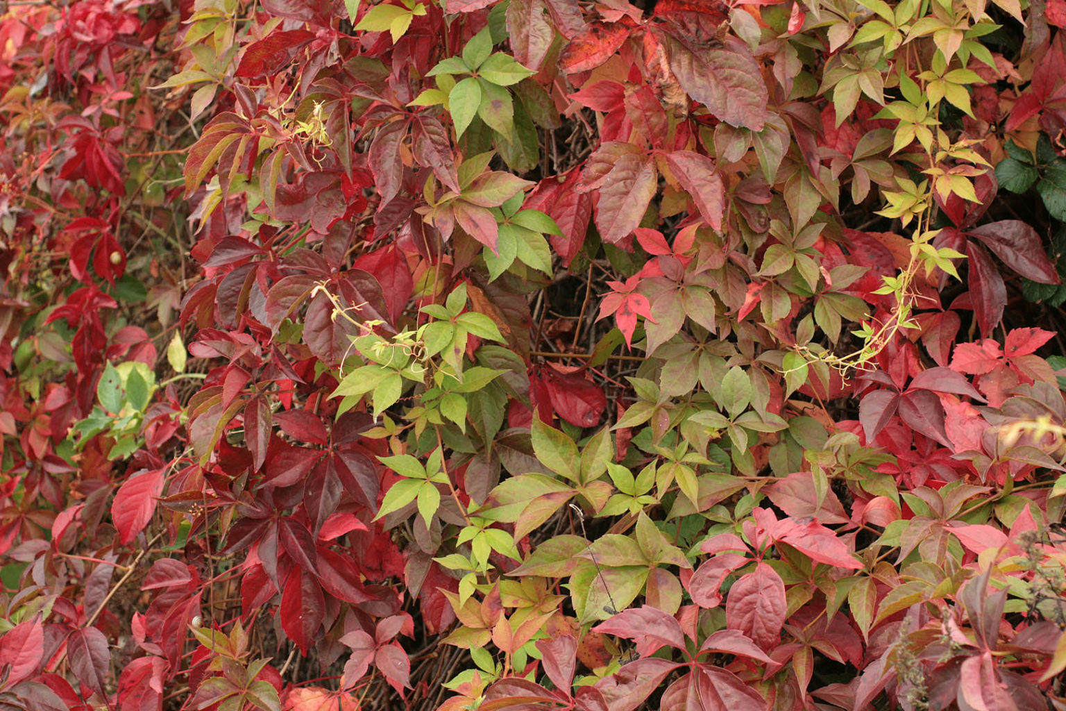 Виноград гималайский Виноград гималайский