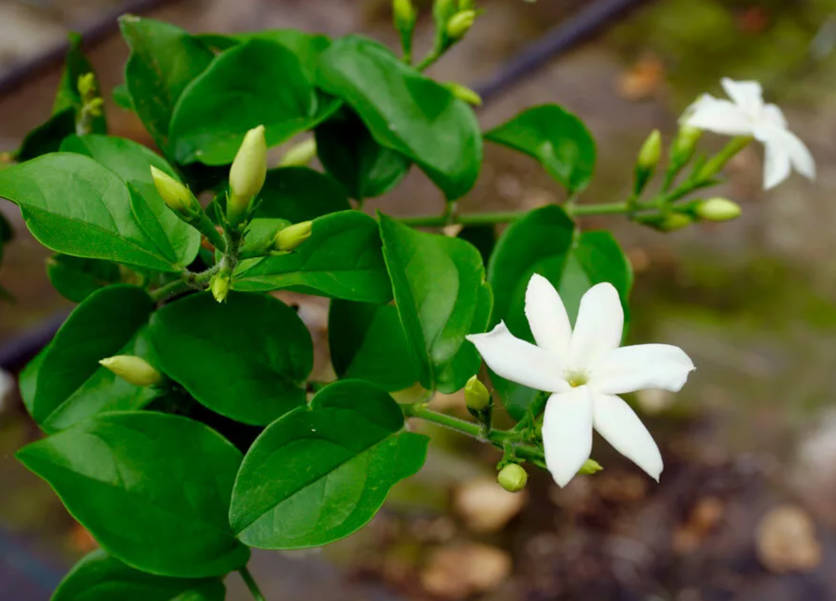 Жасмин самбак