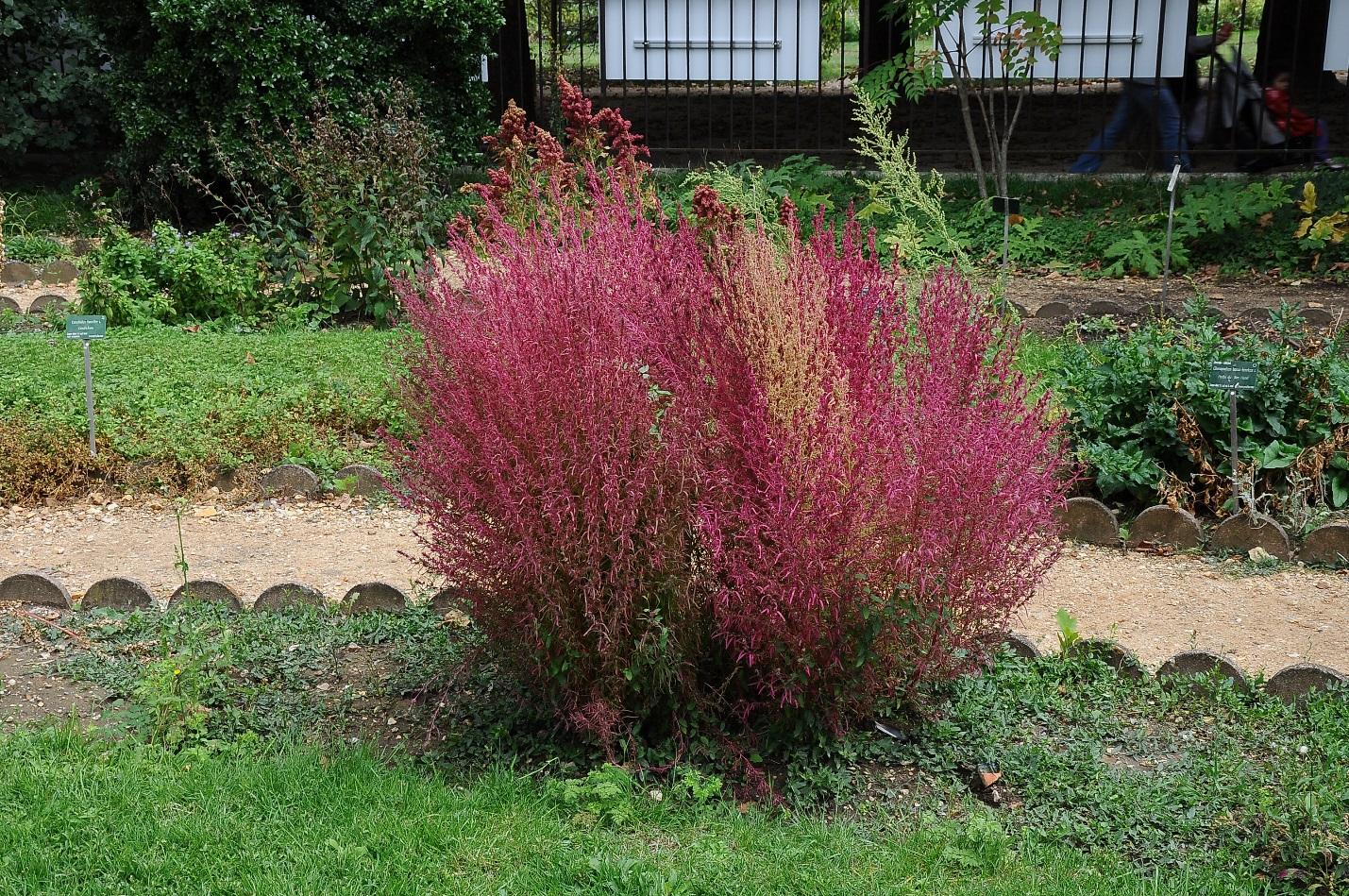 Бассия иссополистная