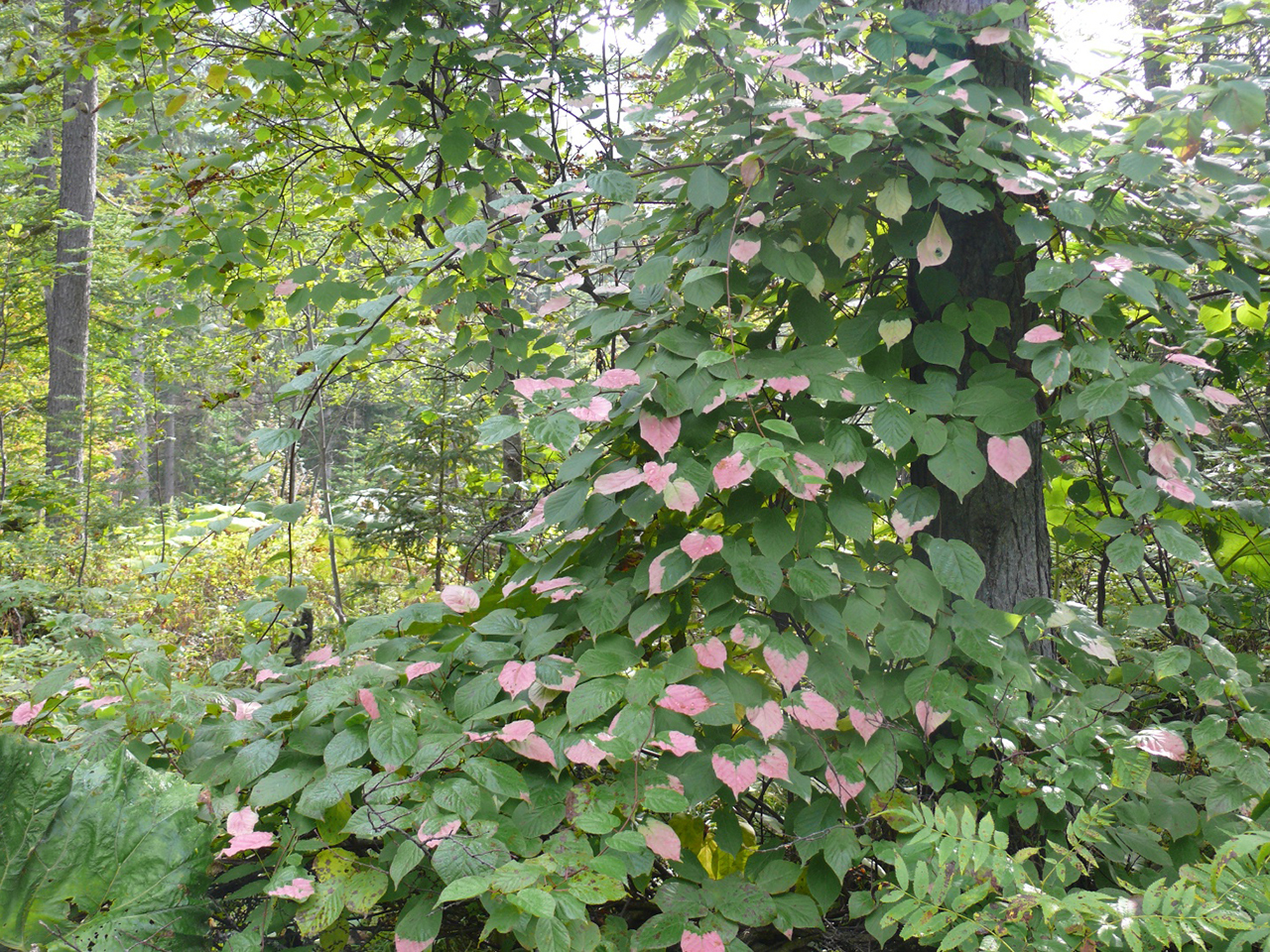 Актинидия китайская