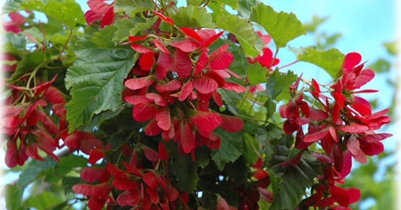 Клён татарский